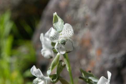 chloraea galeata